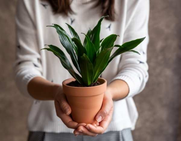 Rempoter un Dracaena : quand et comment ?