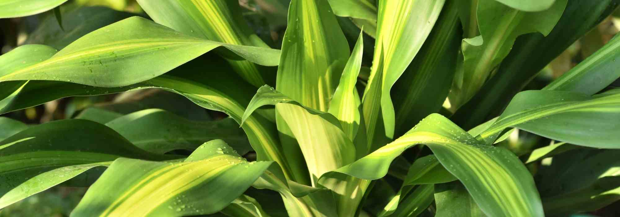 Animaux domestiques et plantes d'intérieur : les dangers du Dracaena