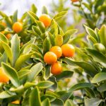 Kumquat : quand et comment tailler ?