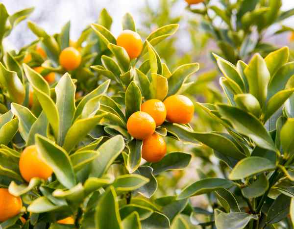 Kumquat : quand et comment tailler ?