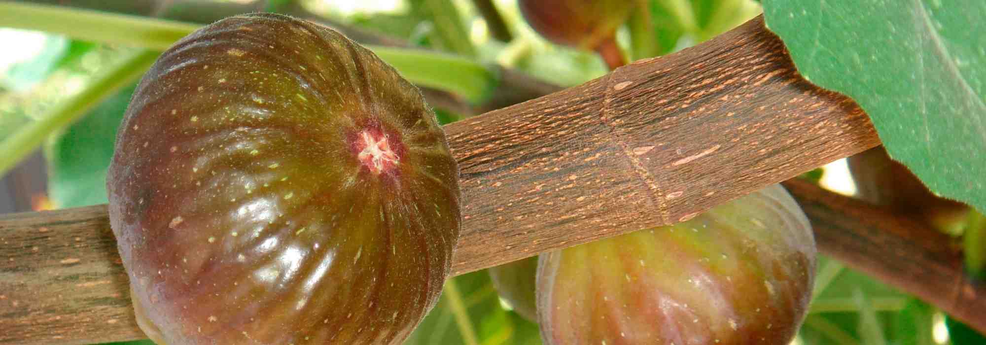 Blastophage du figuier : le minuscule insecte indispensable aux figues
