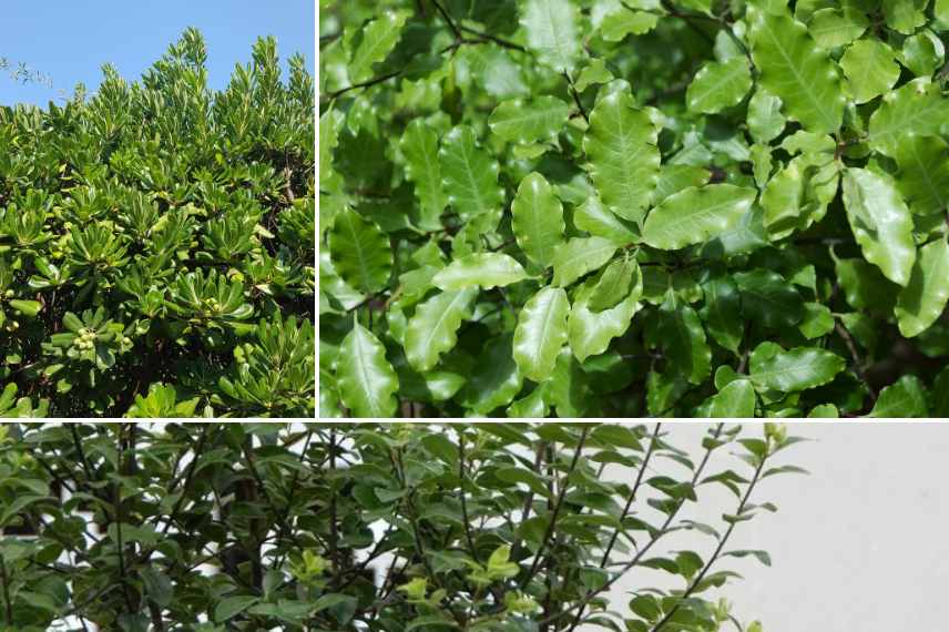 pittosporums de grand developpement