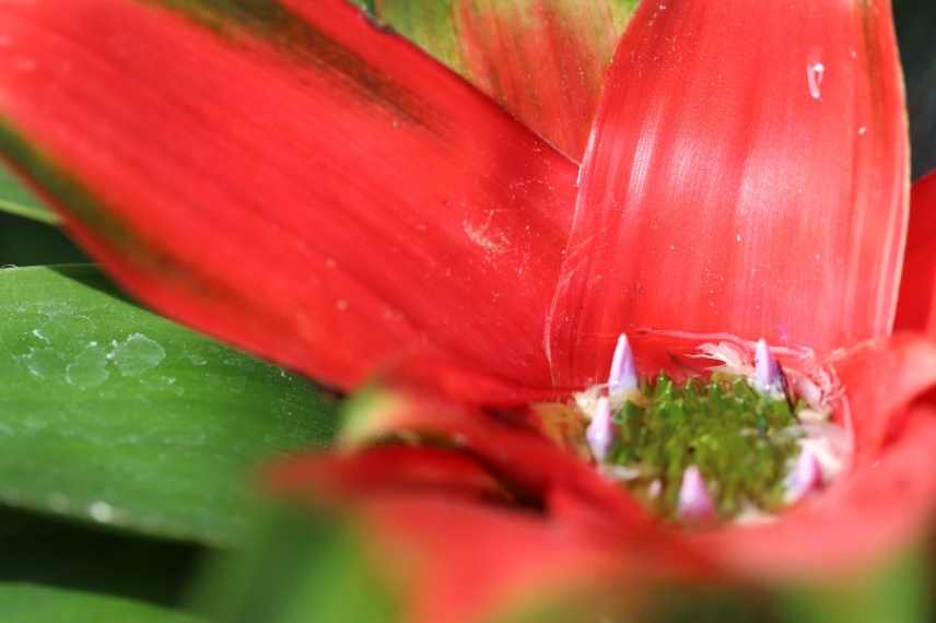 guzmania maladie pourriture