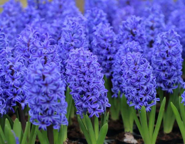 Diviser et replanter les bulbes de jacinthes : le guide pour les multiplier facilement