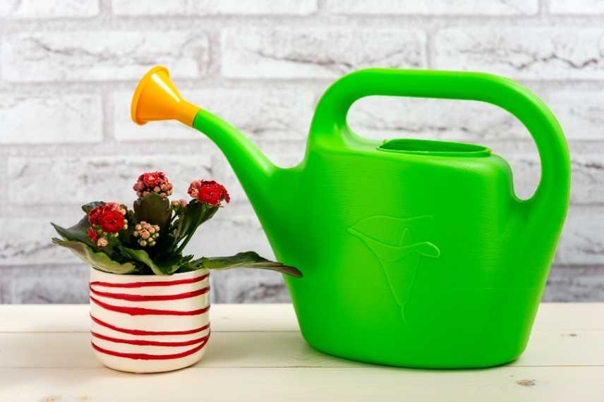 kalnchoé maldies et parasites : symptômes et traitements