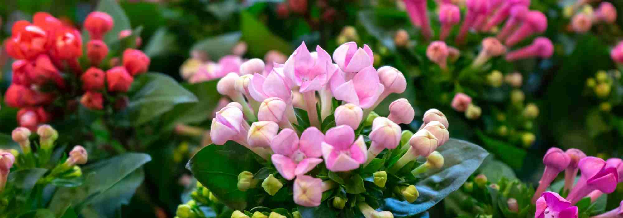 Maladies et parasites courants du Kalanchoé