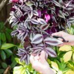 Multiplier le tradescantia ou Misère : nos 2 méthodes faciles