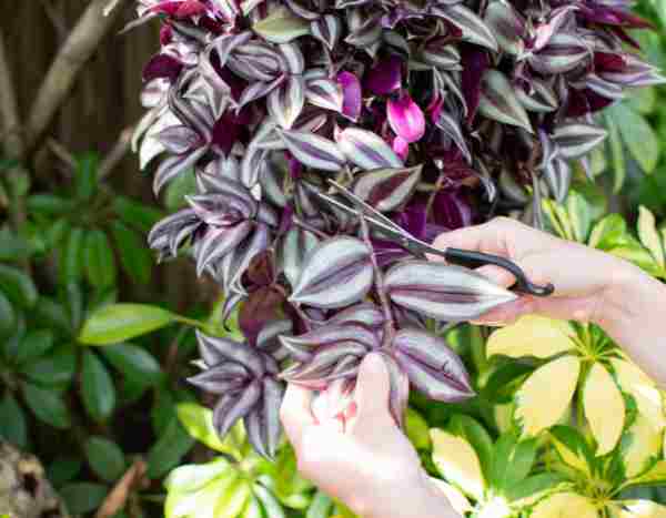 Multiplier le tradescantia ou Misère : nos 2 méthodes faciles