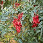 Comment multiplier le Nandina ou Bambou sacré