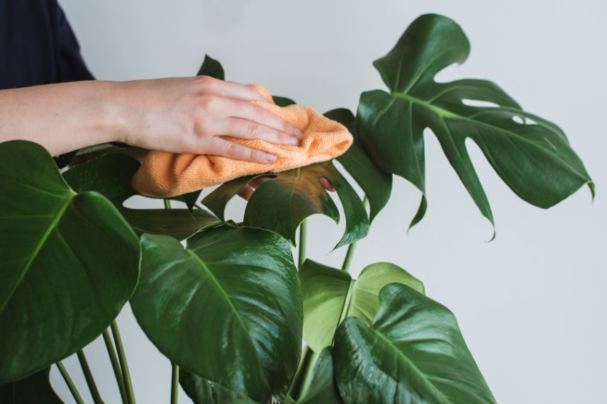 Nettoyage des feuilles d'une plante d'intérieur avec un chiffon
