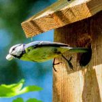 Nichoirs à oiseaux : comment bien les choisir et les installer au jardin ?