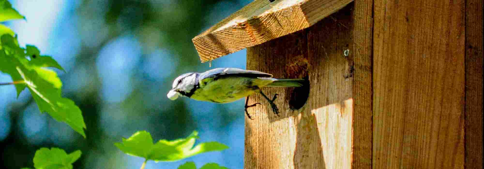 Nichoirs à oiseaux : comment bien les choisir et les installer au jardin ?