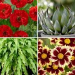 Plantes vivaces : découvrez nos nouveautés pour l'automne 2025