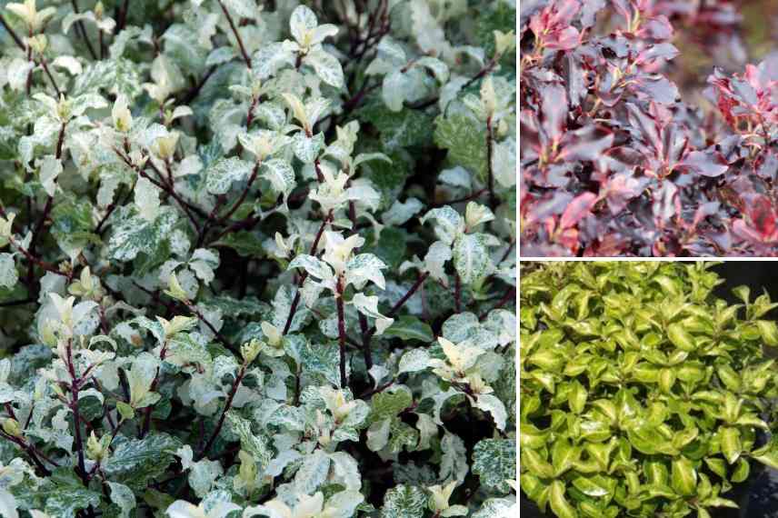 pittosporums petits compacts pour pot balcon