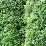 Pourquoi choisir le Pittosporum pour une haie ? Atouts, variétés adaptées et conseils