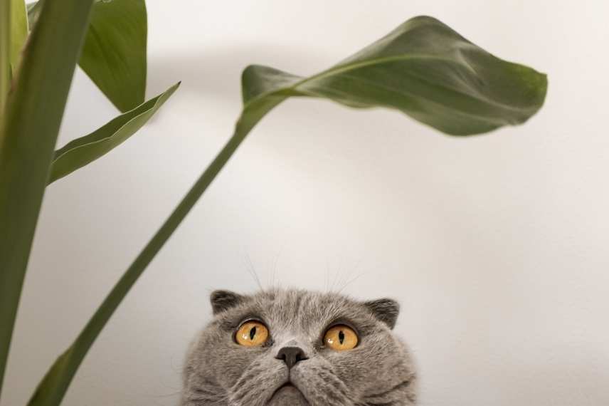 plantes intérieur pet friendly 