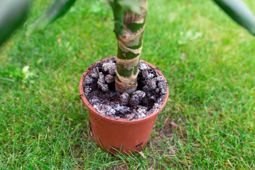 reconnaitre probleme arrosage plante en pot