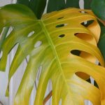 Sauver une plante en pot trop arrosée : nos solutions efficaces