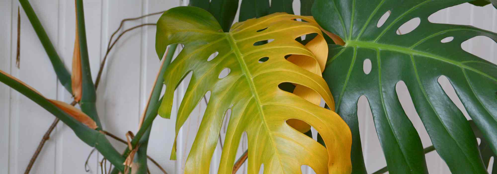 Sauver une plante en pot trop arrosée : nos solutions efficaces