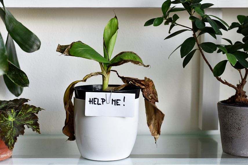 une plante qui souffre avec un petit écriteau "help me" (aidez-moi)
