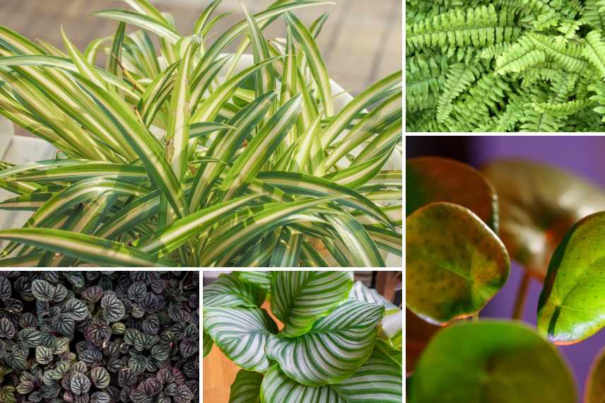 plantes d'intérieur pet friendly