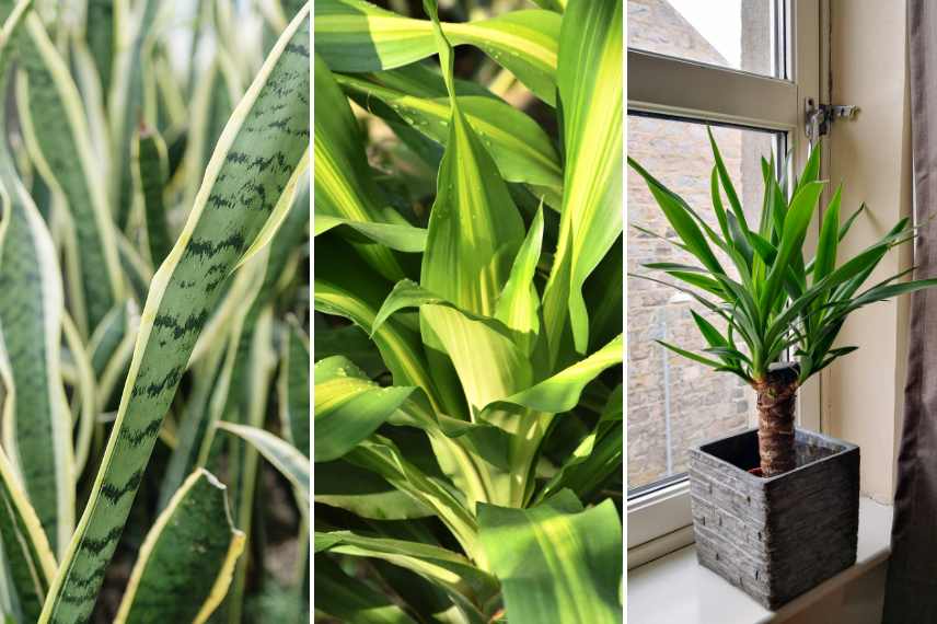 plantes d'intérieur toxiques pour les chats et chiens 