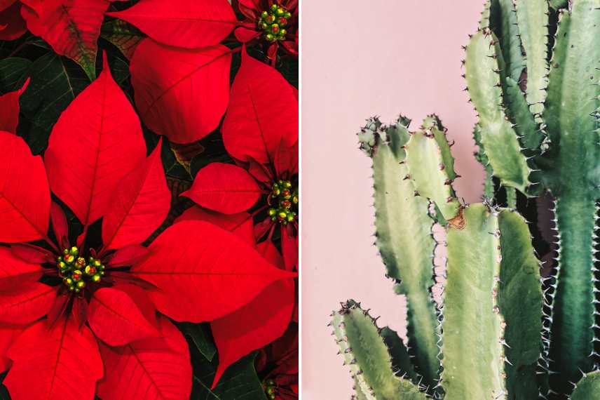 plantes toxiques pour les animaux Euphorbiacées