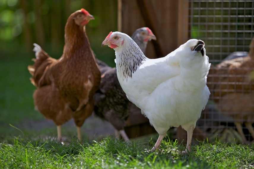 cohabitation poules et animaux domestiques : conseils