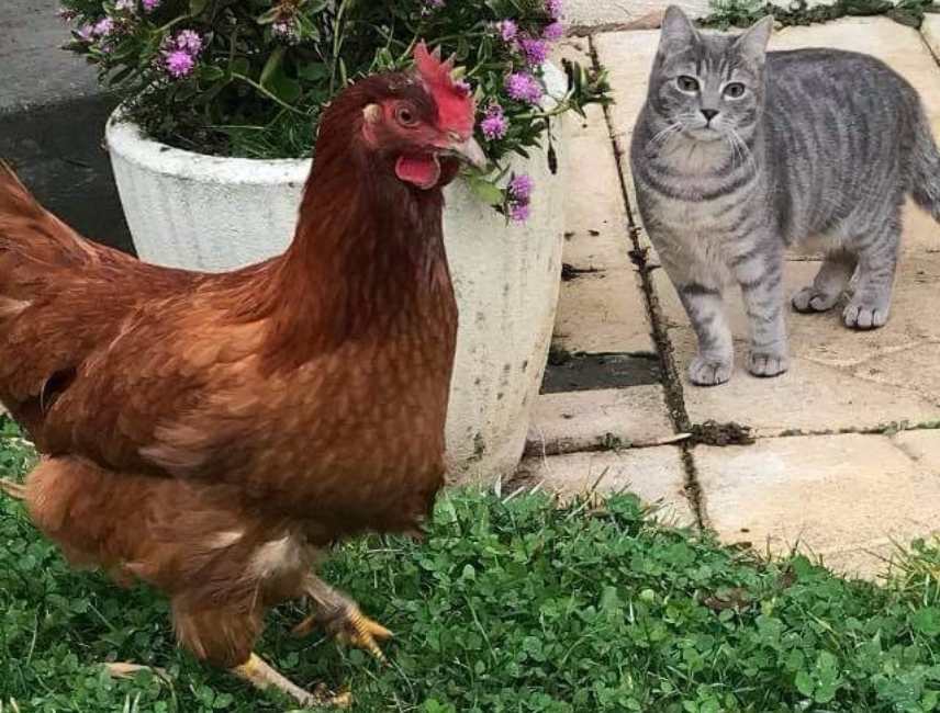 cohabitation poule et chat