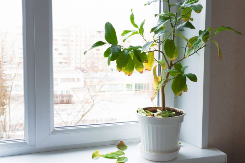 un agrume qui perd ses feuilles