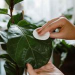 Comment nettoyer le feuillage des plantes d'intérieur ?
