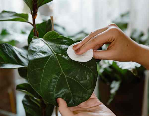 Comment nettoyer le feuillage des plantes d'intérieur ?