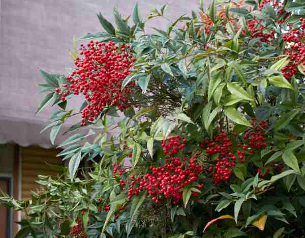 Tailler le nandina, Bambou sacré : quand et comment bien intervenir ?
