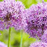 Comment protéger les bulbes d’Allium contre les rongeurs et les maladies ?