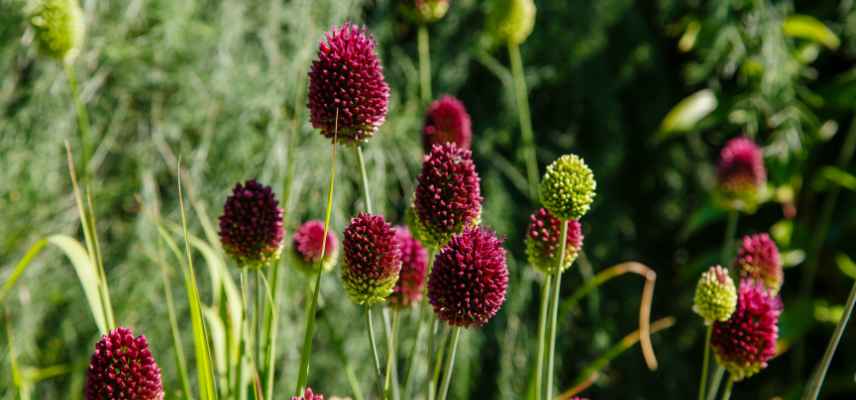 allium mode de culture