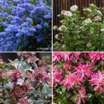 Arbustes : nos nouveautés Automne 2025