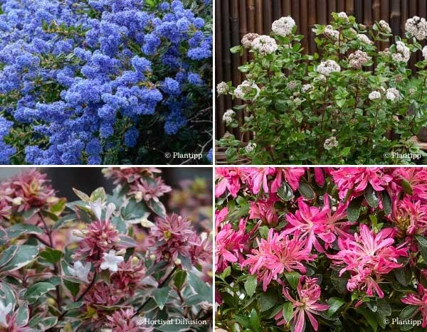 Arbustes : nos nouveautés Automne 2025