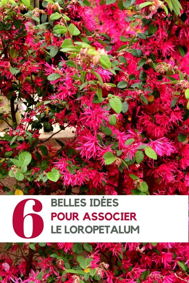 loropetaloum idees association au jardin