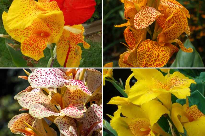 cannas tachetes mouchetes