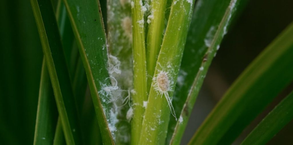 Cochenilles farineuses sur plantes d'intérieur