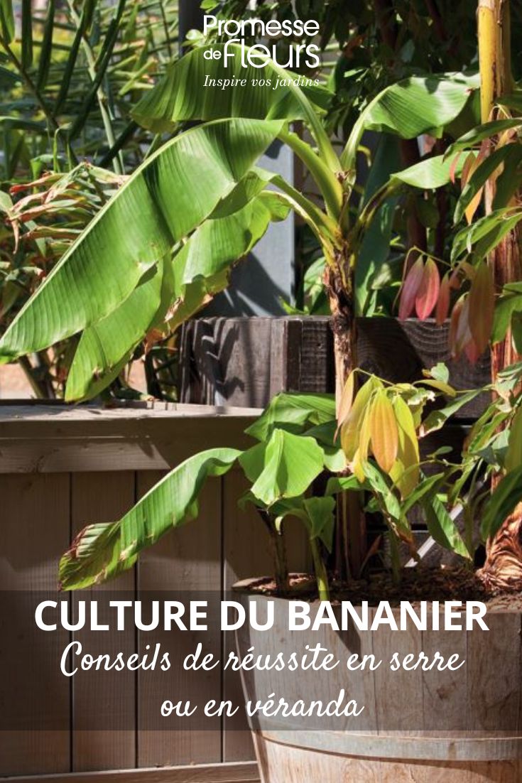un bananier en pot