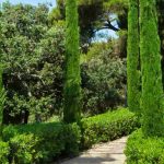 Comment intégrer des cyprès dans un jardin contemporain ?