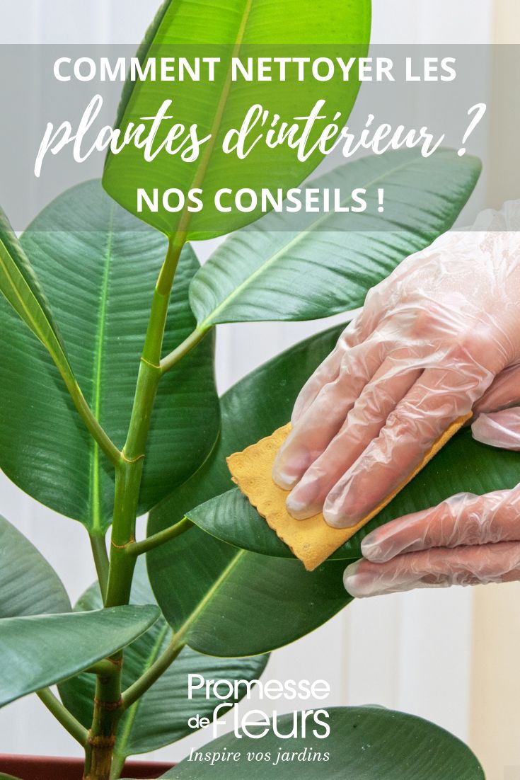 nettoyage feuilles plantes vertes