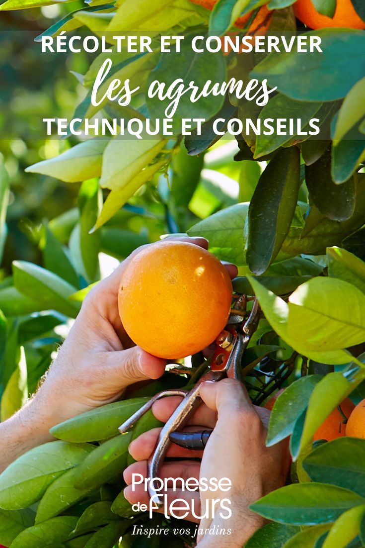 Cueillette d'une orange