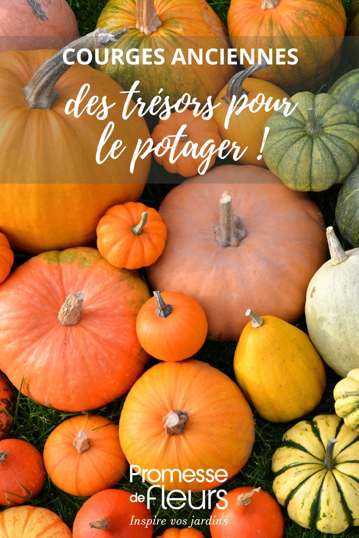decouvrir les courges anciennes et meconnues