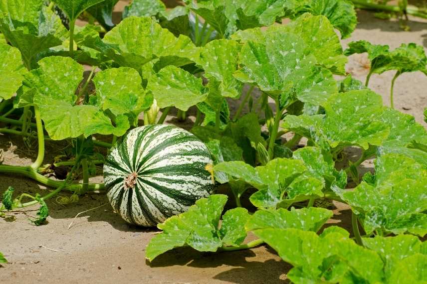 famille des courges ( Cucurbita argyrosperma)