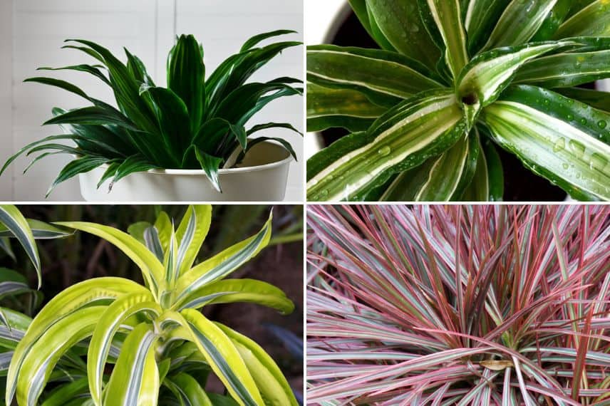 Dracaena compacta, 'Lemon surprise', 'Malaika' et 'Magenta'