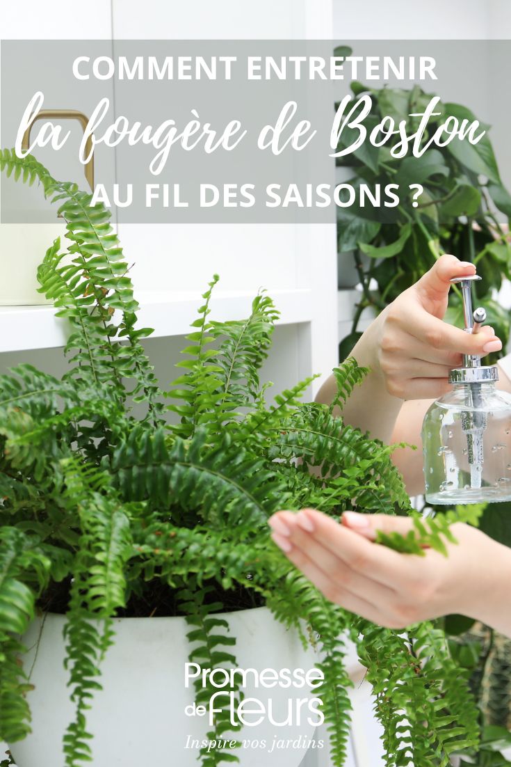 entretien Nephrolepis