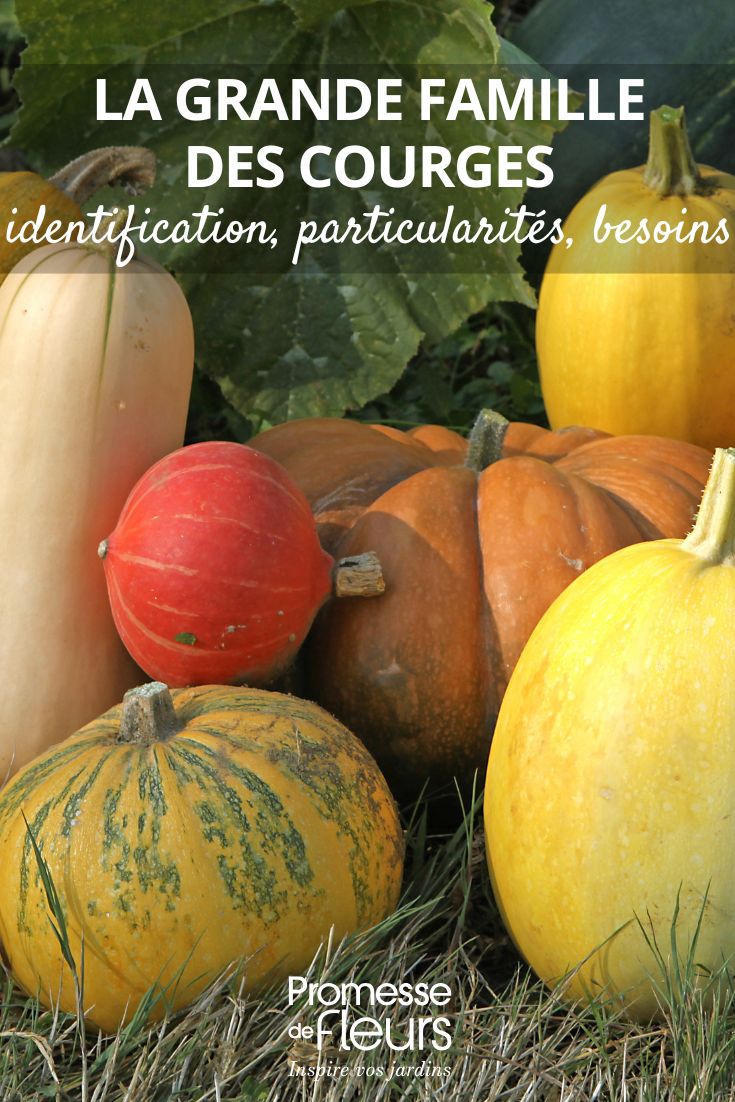 différentes courges