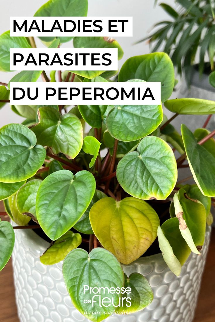 soigner le peperomia